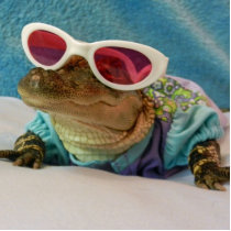 Alligator In Sunglasses Sculpture