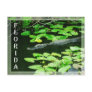 Alligator in The Everglades National Park, Florida Postcards