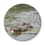Alligator Fridge Magnets