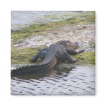 Alligator magnets