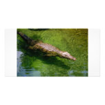 Alligator photo card photo cards