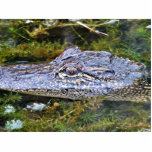Alligator Photo Cut Out