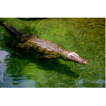 Alligator photosculpture photo cut out