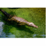 Alligator photosculpture