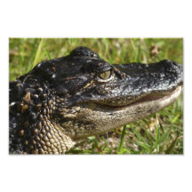 Alligator Portrait II. Art Photo