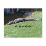 Alligator Postcard
