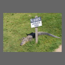alligator posters