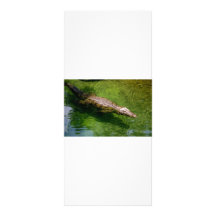 Alligator rack cards
