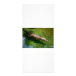Alligator rack cards rack cards