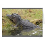 Alligator resting on stream bank card
