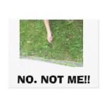 Alligators-2 080, NO. NOT ME!! postcards