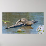 Alligators in Love Print