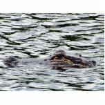 Alligators photo sculptures