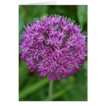 Allium Greeting Cards
