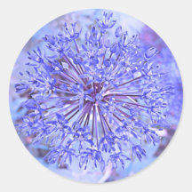 Allium Flower In Blue Round Sticker
