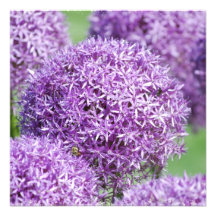 Allium Flowers Invitations