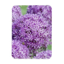 Allium Flowers Premium Magnet