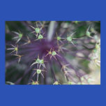 Allium: Garden seedhead poster posters