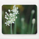 Allium~Garlic Chives Mousepad