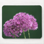 "allium Globemaster" Floral Photo Mouse Pad