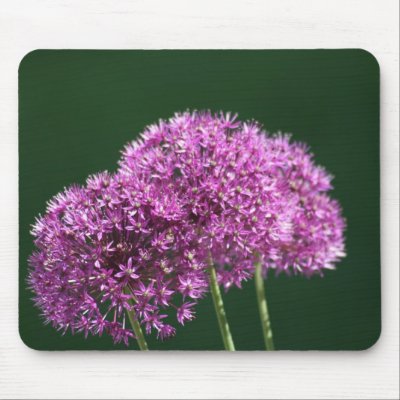 "allium Globemaster" Floral Photo Mouse Pad by CharlottesPhotos