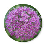 Allium magnets