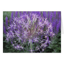 Allium/Salvia Greeting Card