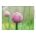 Allium Schoenoprasum - Chive bud