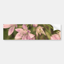 Allium Unifolium Bumper Stickers