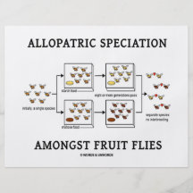 Allopatric Speciation Amongst Fruit Flies Full Colour Flyer