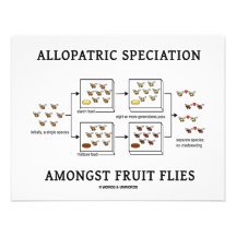 Allopatric Speciation Amongst Fruit Flies Invite