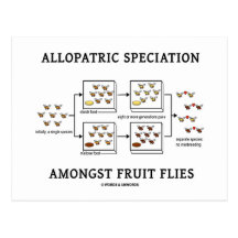 Allopatric Speciation Amongst Fruit Flies Post Cards