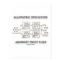 Allopatric Speciation Amongst Fruit Flies Post Card