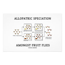 Allopatric Speciation Amongst Fruit Flies Stationery Design