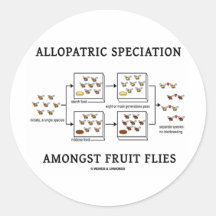 Allopatric Speciation Amongst Fruit Flies Round Sticker