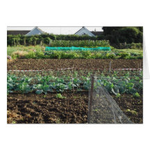 Allotment Greeting Cards