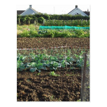 Allotment Postcards