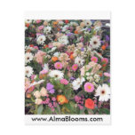 Alma Blooms 1 Postcards
