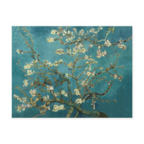Almond Blossom Postcard