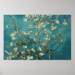Almond Blossom Poster posters