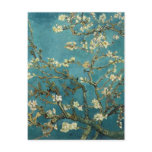 Almond Branches in Bloom Post Card