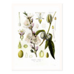 Almond Postcards