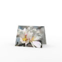 Almond Tree Blossoms Notecard