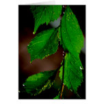 Almond Tree Leaves Card
