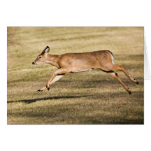 Almost Airborne Greeting Card