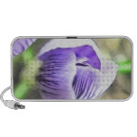 Almost Open!  Crocus Bud PC Speakers