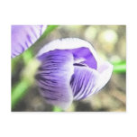 Almost Open!  Crocus Bud Post Cards