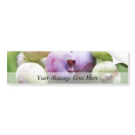 Almost Ripe - Blueberries Bumper Sticker