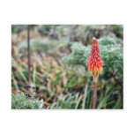 Aloe Flower Postcard