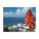 Aloe flower